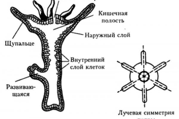 Сайт блэк спрут отзывы