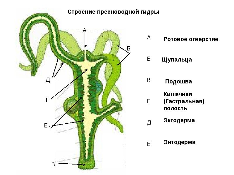 Сайт bs