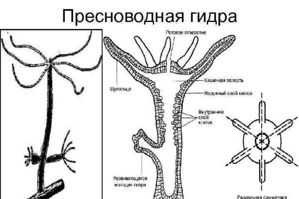 Black sprut зеркало bs2web top